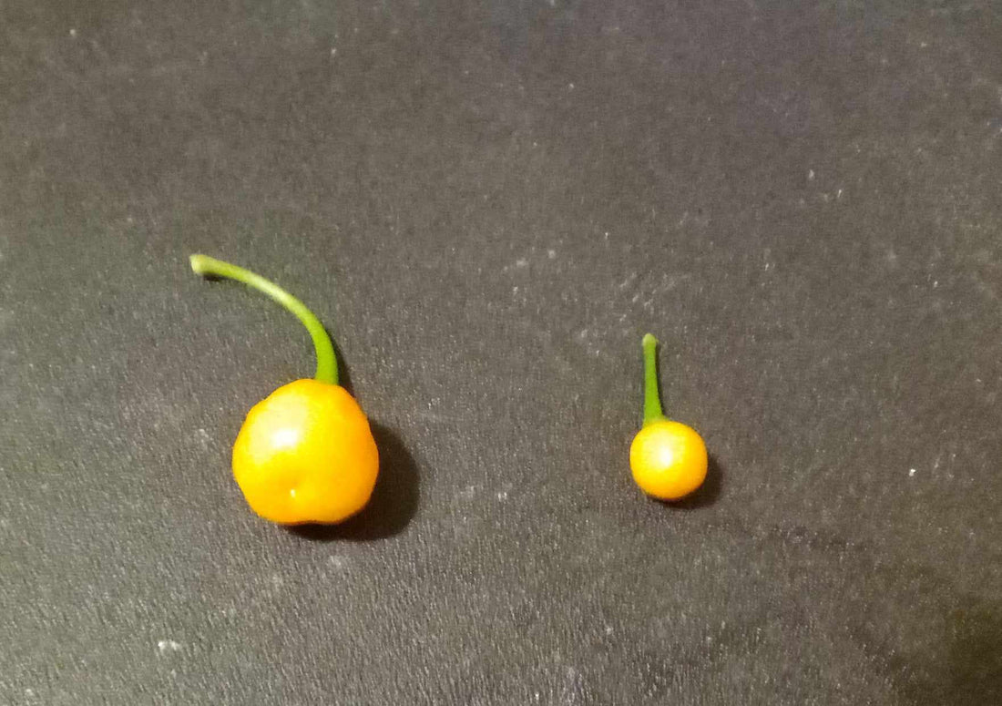 Charapita peppers