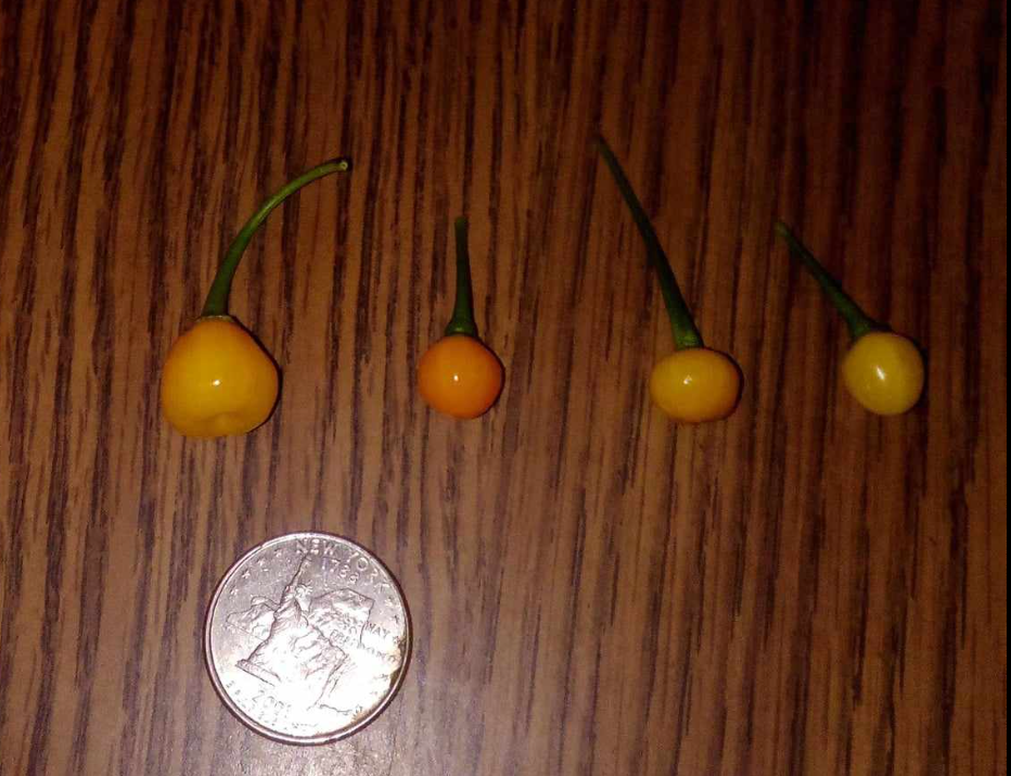 dry charapitas