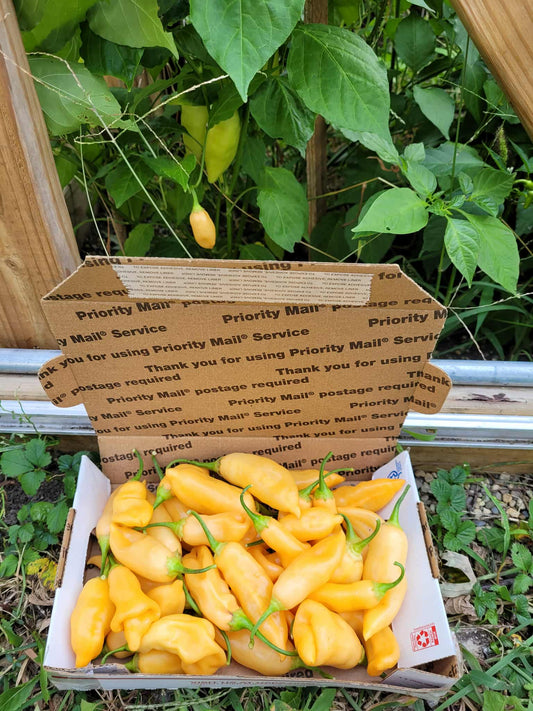 Fresh Sugar Rush Peach Peppers (SFRB)