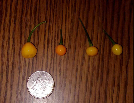 dry charapitas