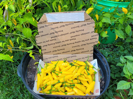 Fresh Aji Limon Pepper(SFRB)