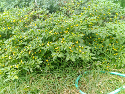 charapita pepper powder